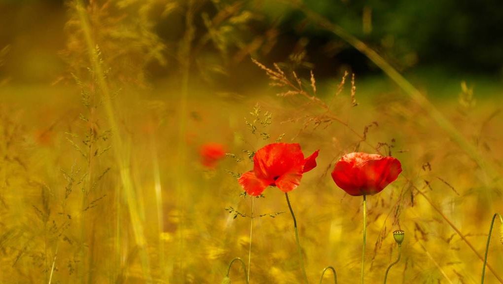 Natur