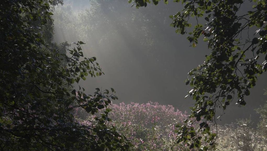 Natur