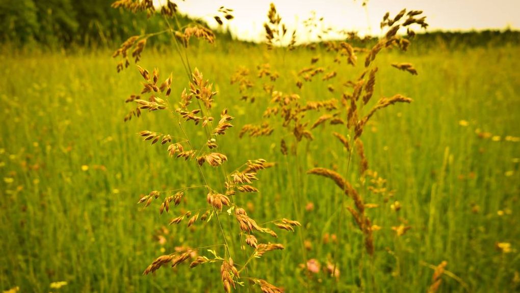 Natur