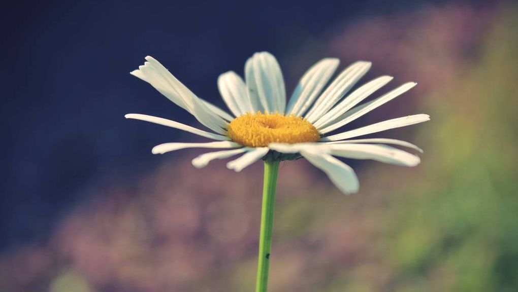 Natur