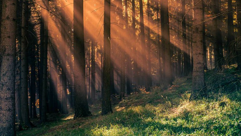 Natur