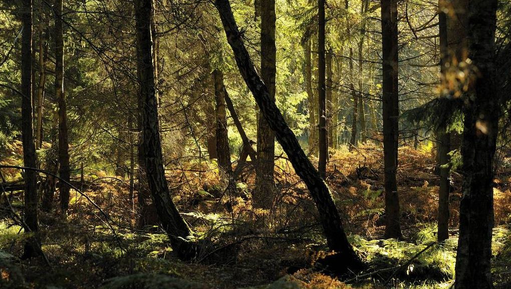 Natur