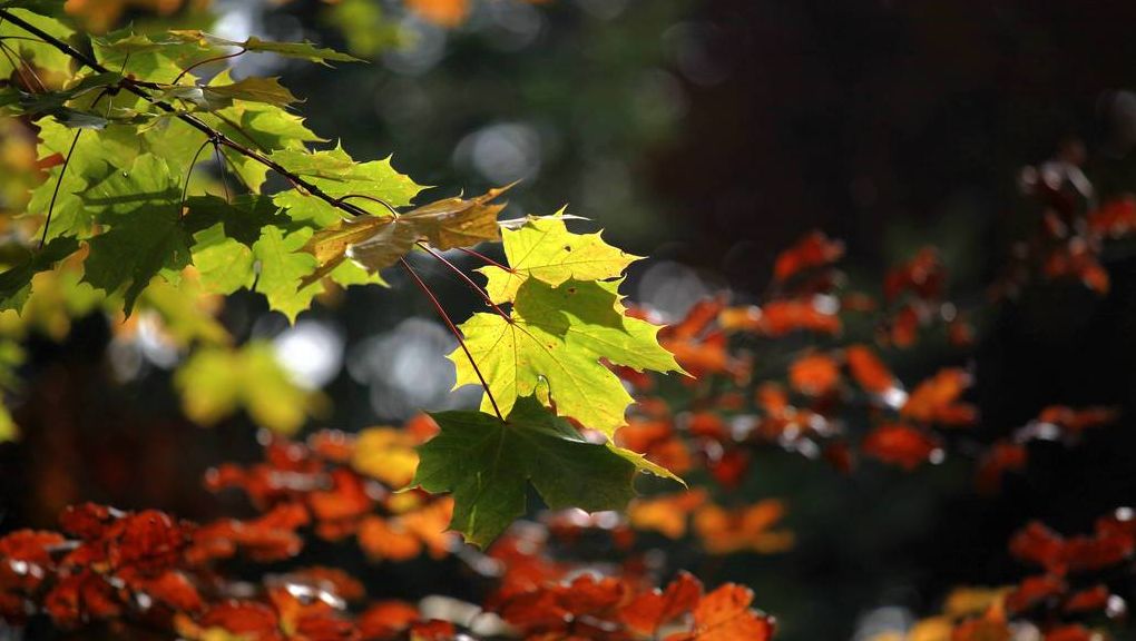 Natur