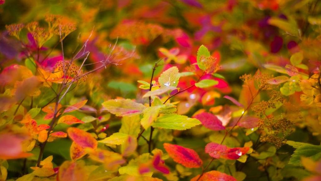 Natur