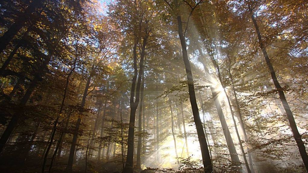 Natur