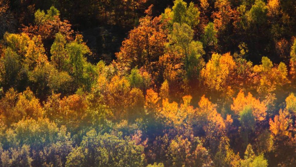 Natur