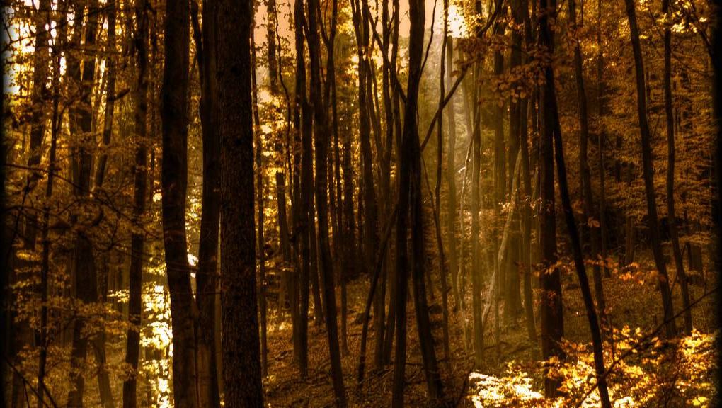Natur