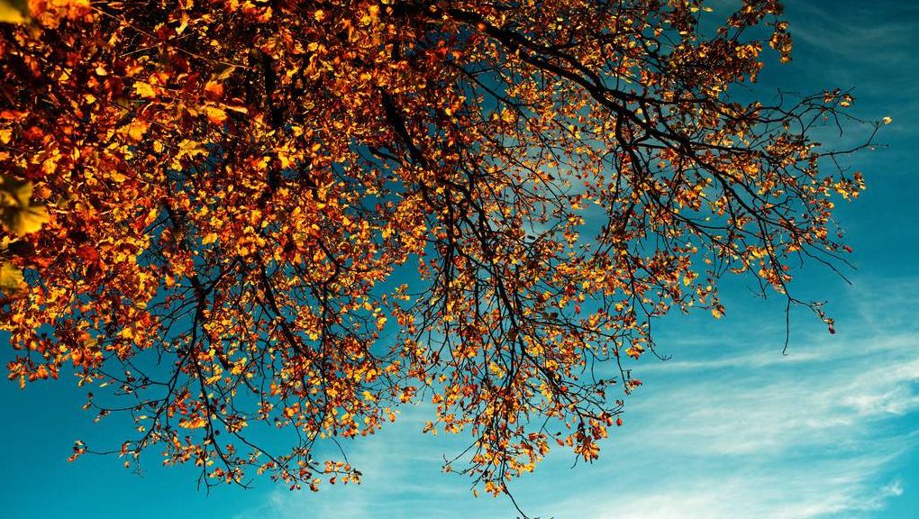 Natur