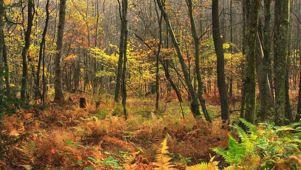 Natur
