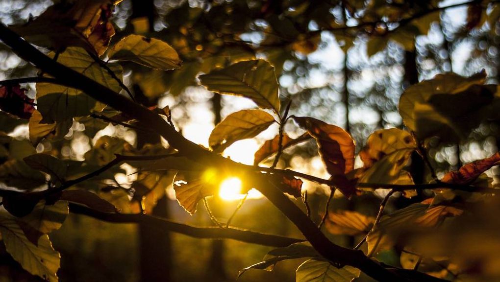 Natur