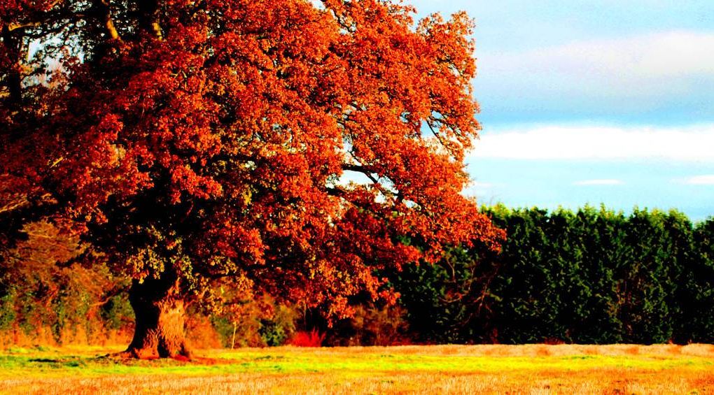 Natur