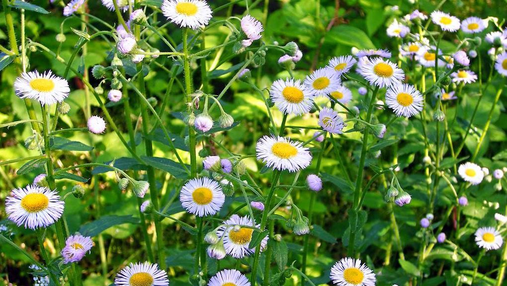 Natur