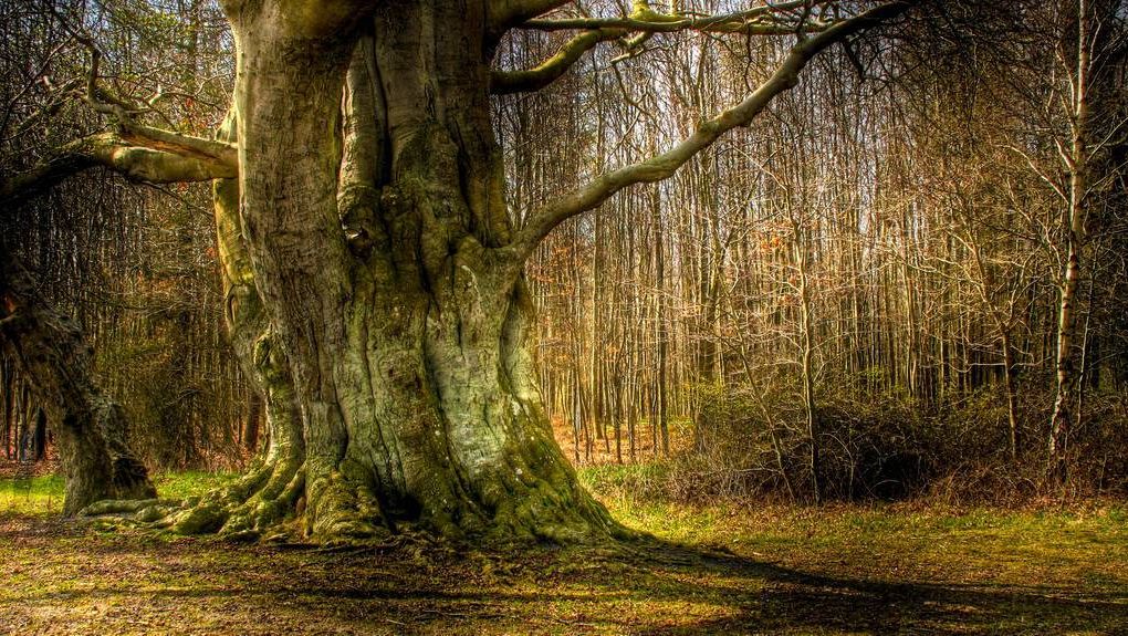 Natur