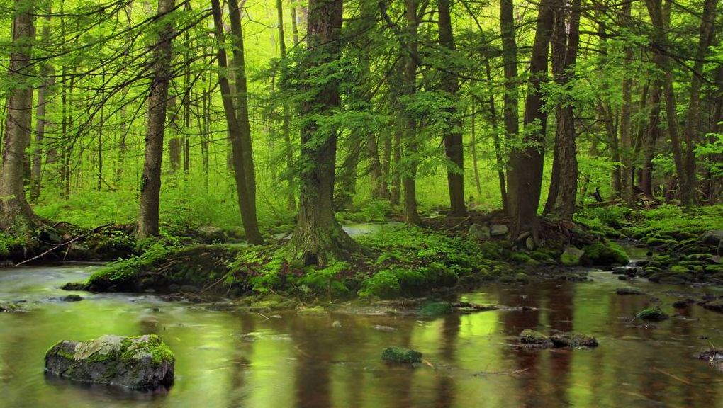 Natur