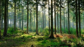 Natur