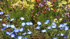Natur
