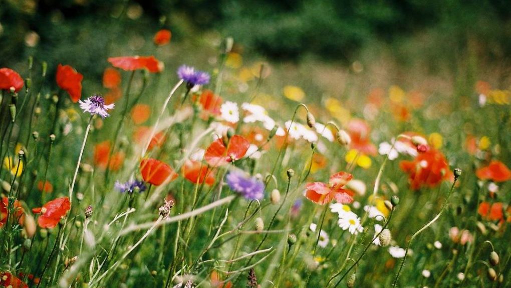 Natur
