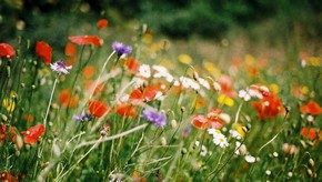 Natur