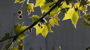 Natur