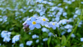 Natur