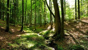 Natur