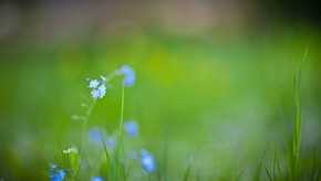 Natur