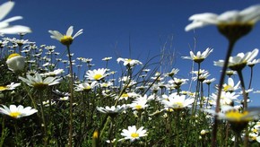 Natur