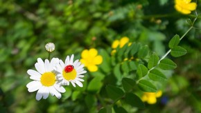 Natur