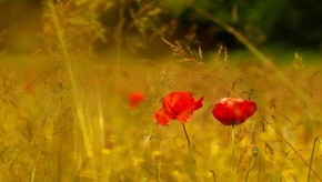 Natur