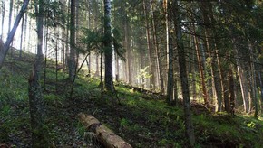 Natur