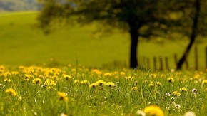 Natur