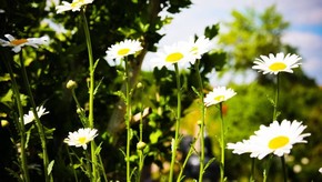 Natur