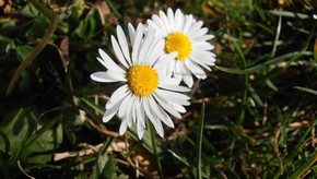 Natur