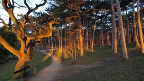 Natur
