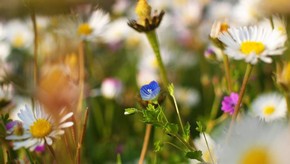 Natur