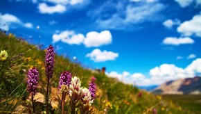 Natur