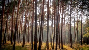 Natur