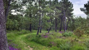 Natur