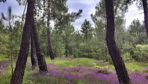 Natur