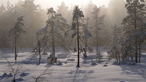 Natur