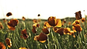 Natur