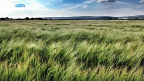 Natur