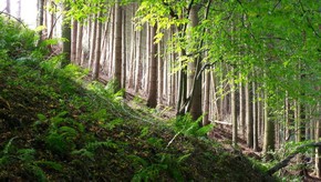 Natur