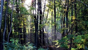 Natur