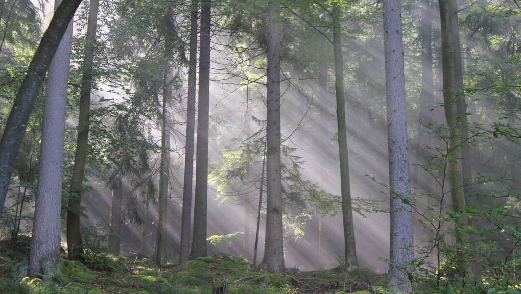Natur