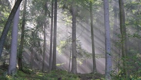 Natur