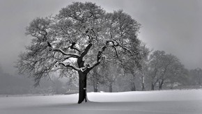 Natur