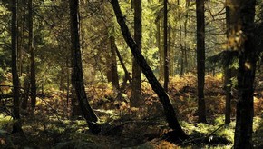 Natur
