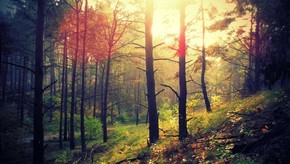 Natur