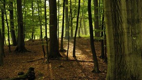 Natur
